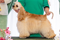 Dangerous Dancer Gold Lover's