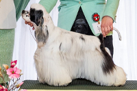 VERY VIGIE  Marie-La-Lune